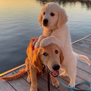 大鸡鸡使劲插骚穴
